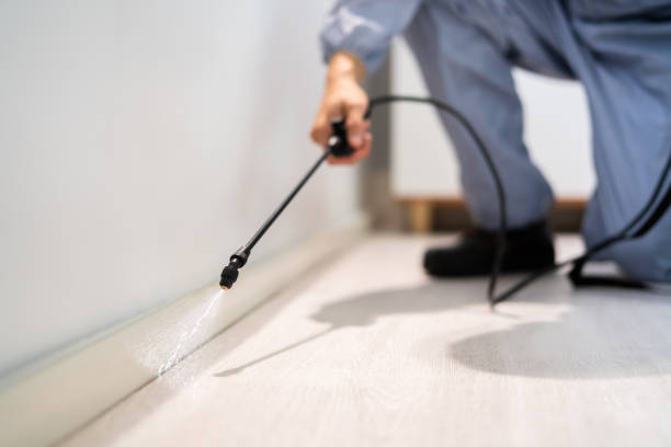 Rodent Entry Point Assessment in Newcastle